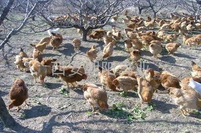 新疆雞苗 - 快大黃 優質家禽助力家畜養殖發展