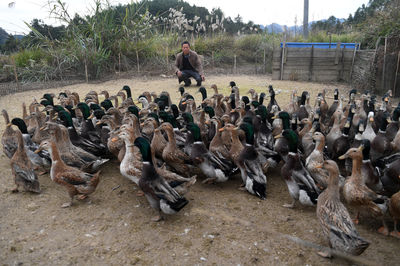廣西環江 香鴨養殖拓寬增收路，家畜產業助力鄉村振興