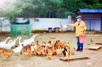 十二時辰守望 百余職工封閉工區(qū)，守護家畜養(yǎng)殖的日與夜