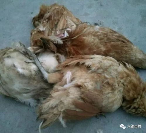 二哈偷咬家禽 縱容還是懲罰？家畜養殖中的管教之道