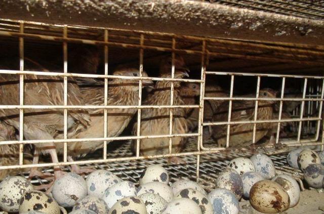 鵪鶉養殖“四要素” 想要成功養出好鵪鶉，這篇文章值得一看！